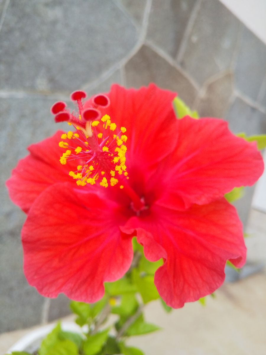 パッションフルーツの花が遂に咲きました❗️