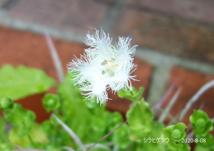 Natural　Garden　私の庭  8/08