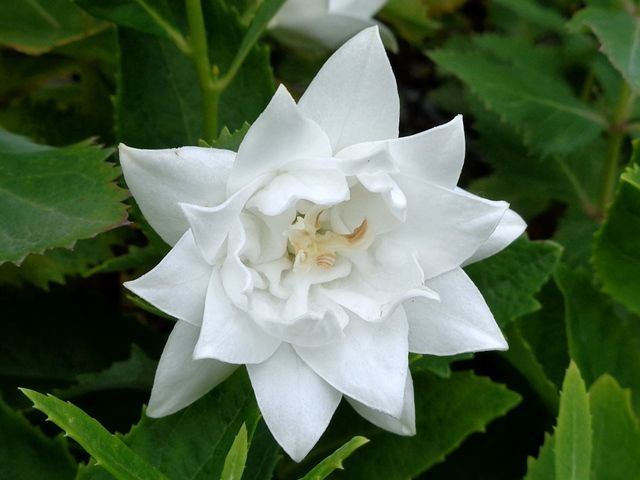 四重咲きの白花キキョウ