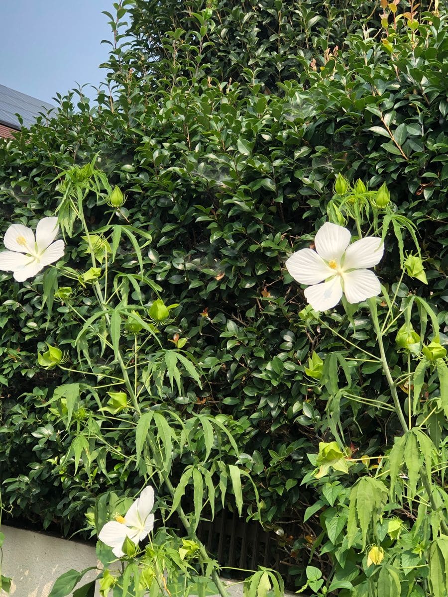 昨日植え替えたタイタンビカスです。