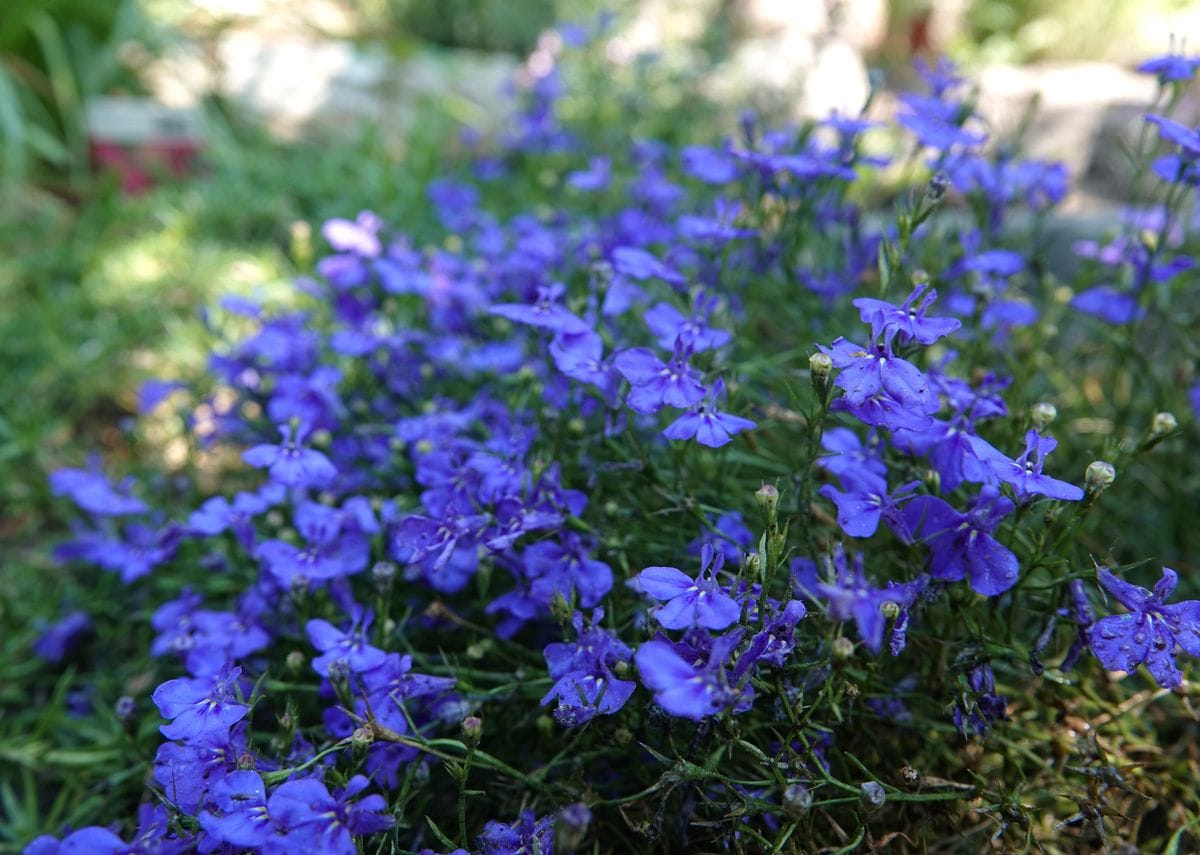 暑苦しい花＆涼し気な花