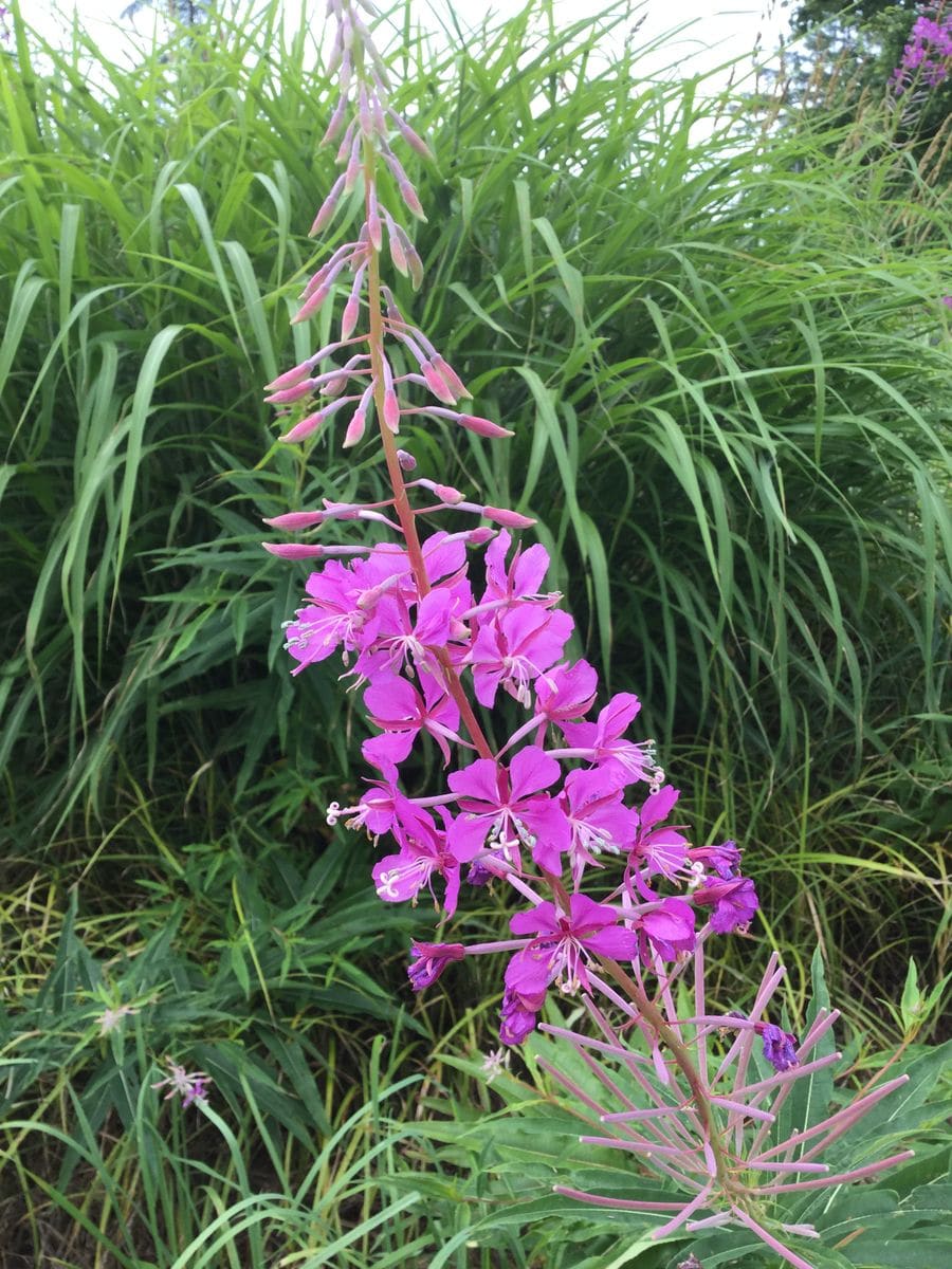 夏は終わった？