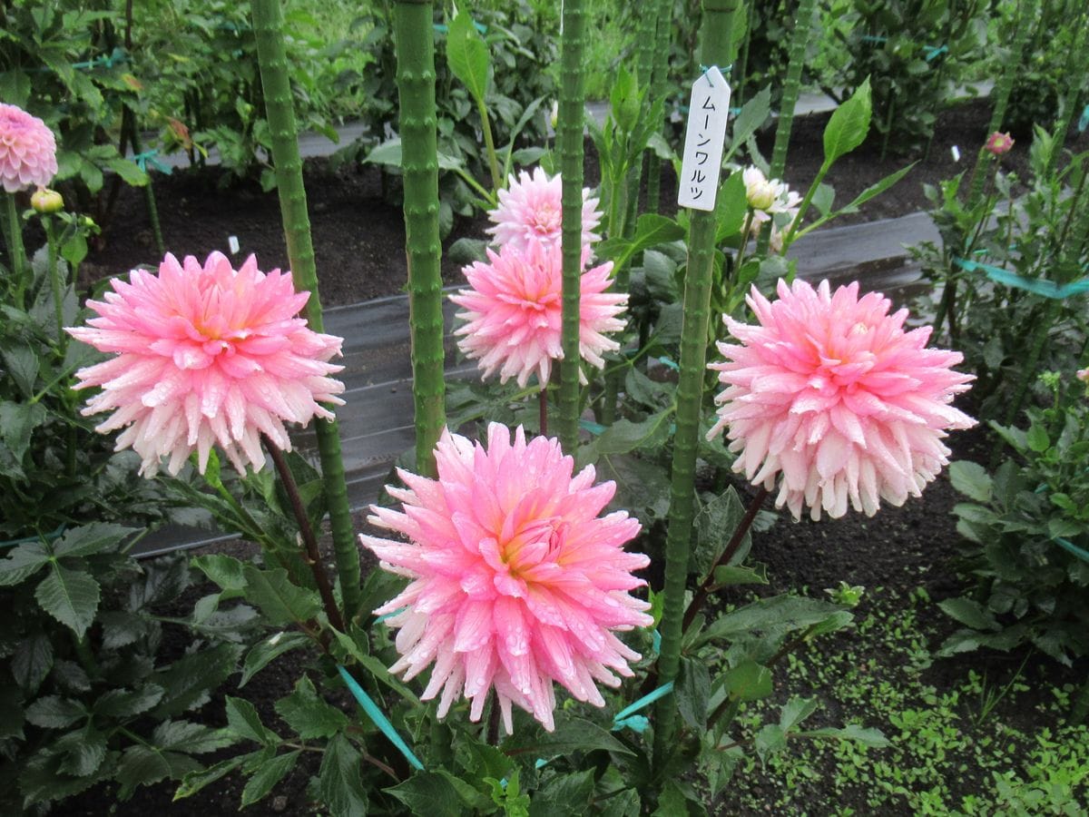 雨 時々曇り