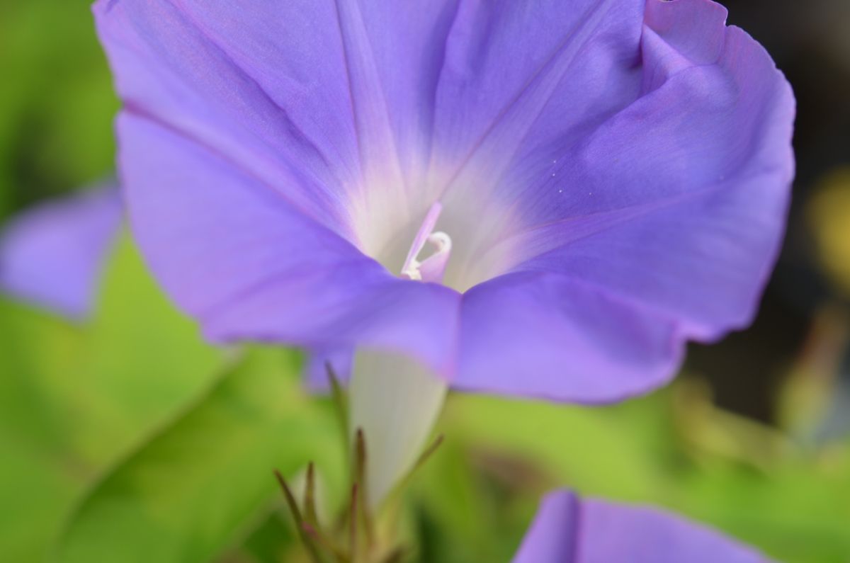 雄しべに花びらができた、変な朝顔です