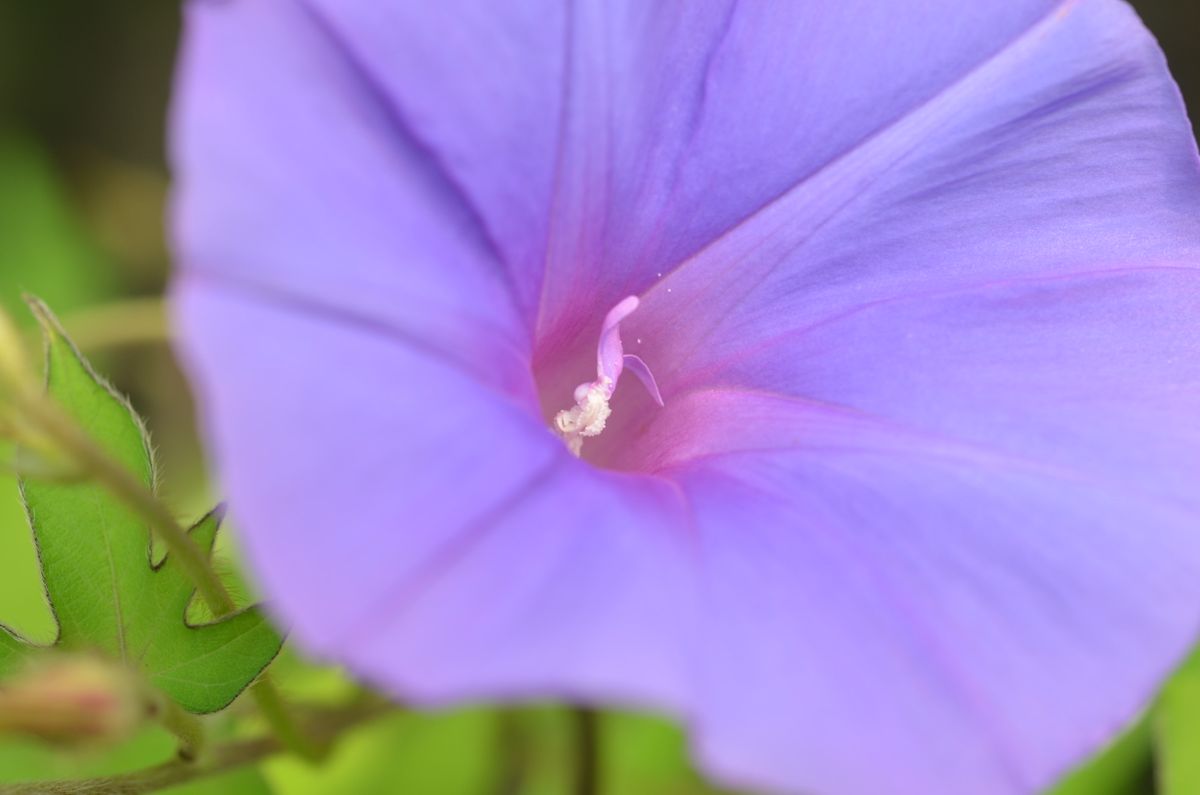 雄しべに花びらができた、変な朝顔です