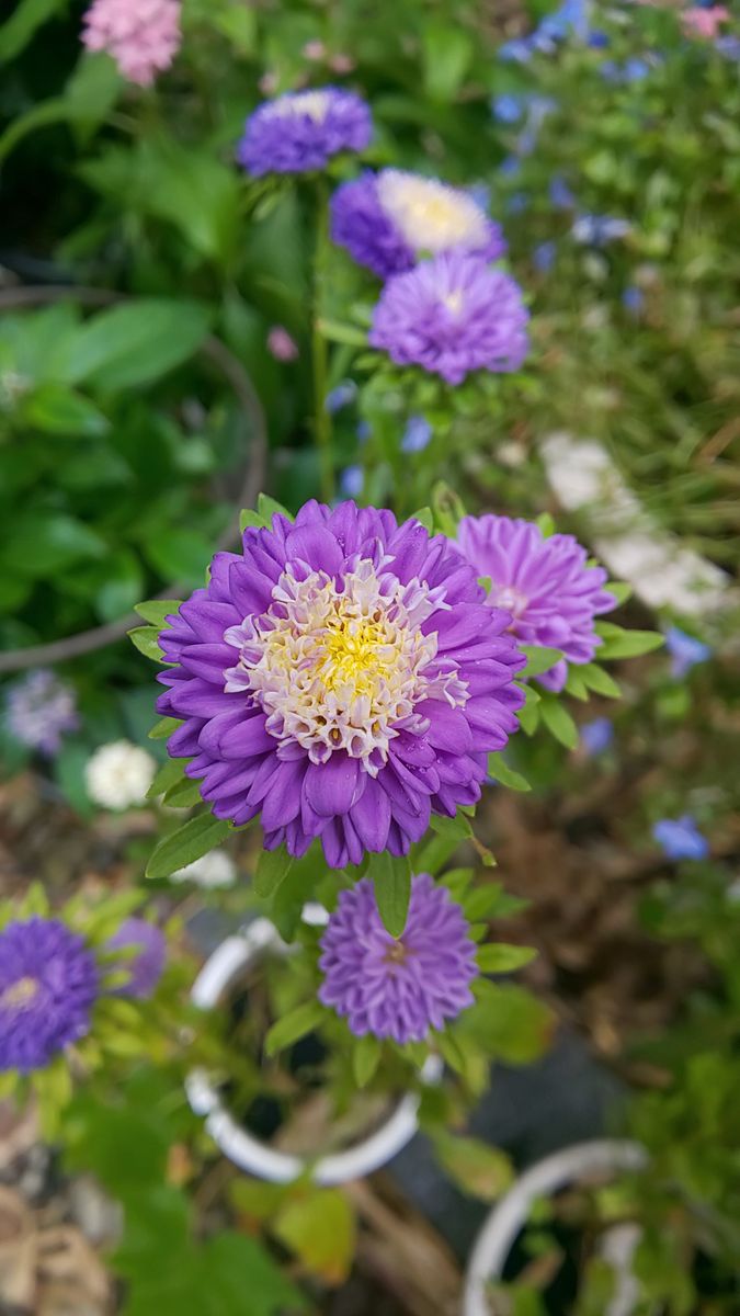 今朝の庭 ～ 8月9日