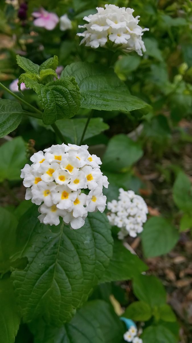 今朝の庭 ～ 8月9日