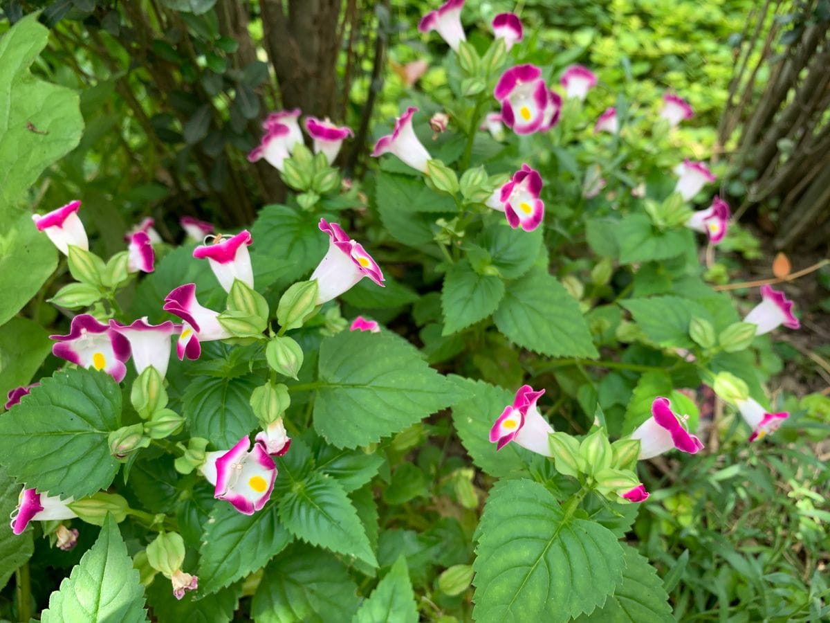 夏に強い花