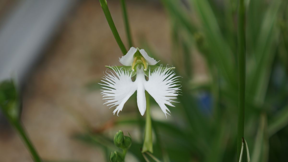 待望のサギ草