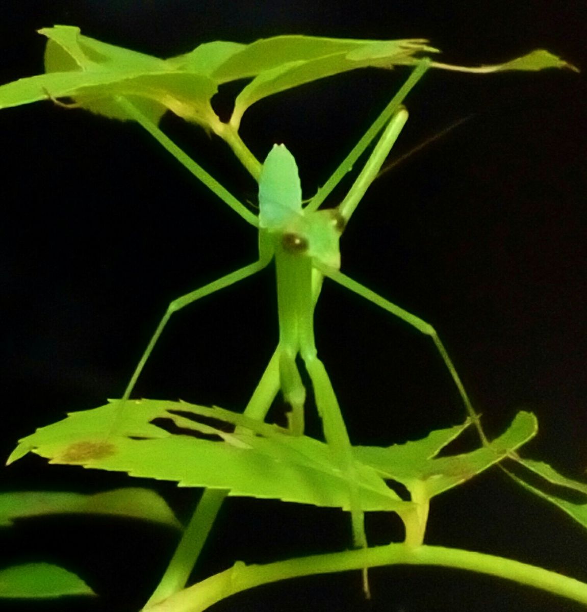 カマキリさん、いらっしゃい😂