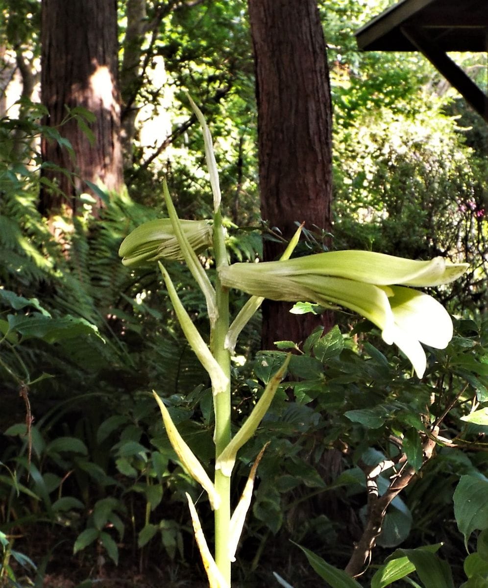 庭の中の野草