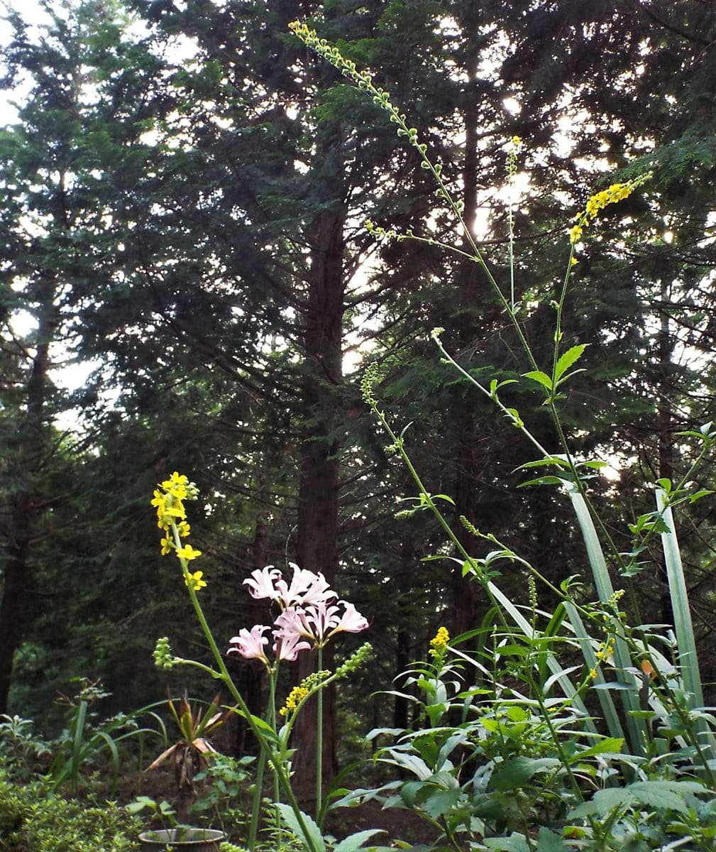 庭の中の野草