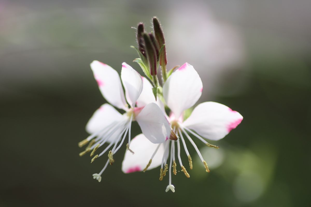 今朝の花たち