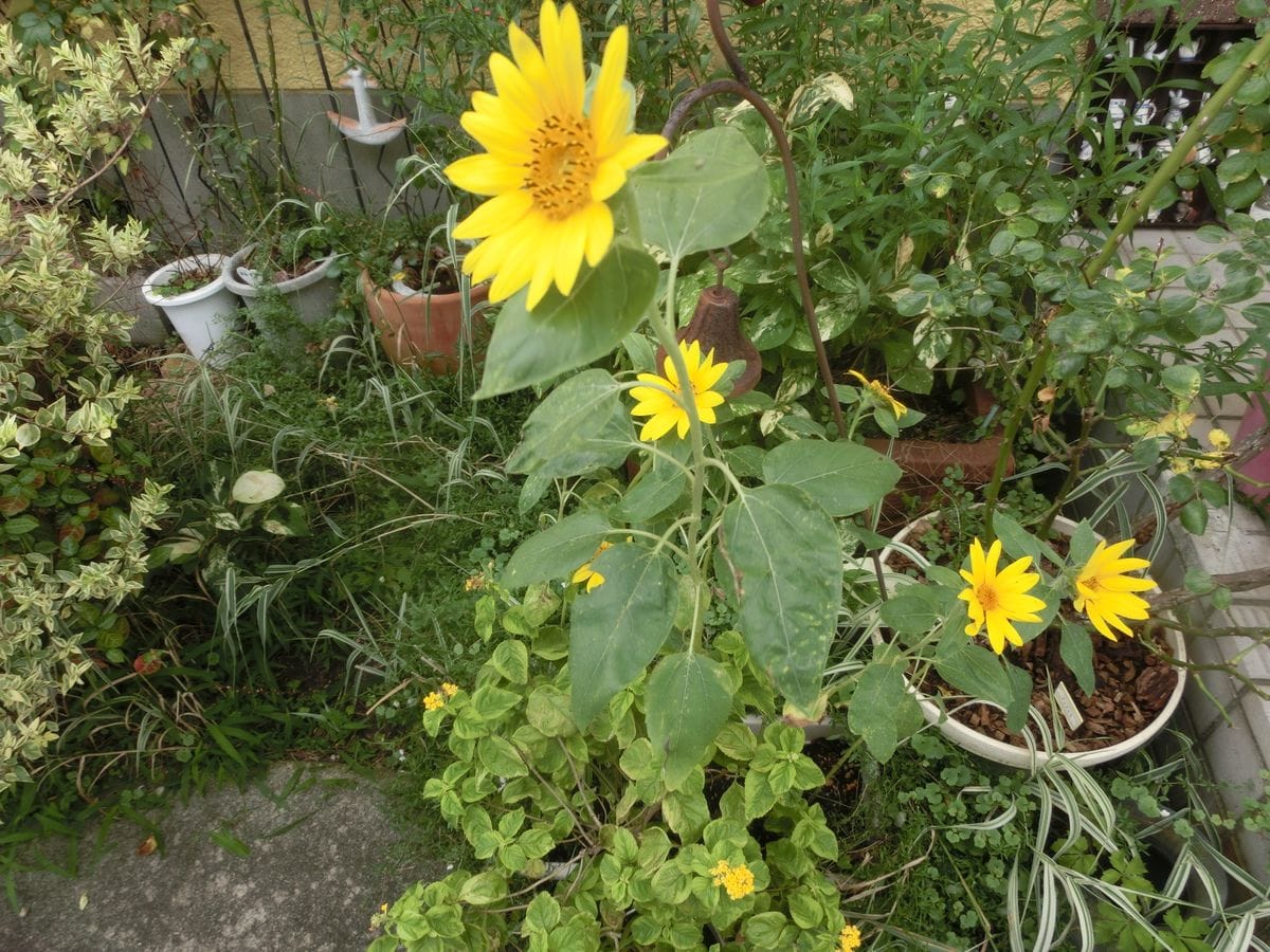 黄色いお花達と朝顔