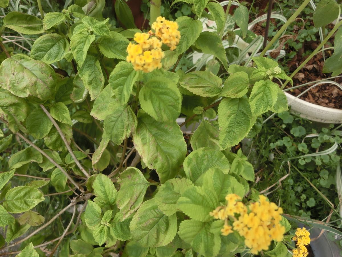 黄色いお花達と朝顔