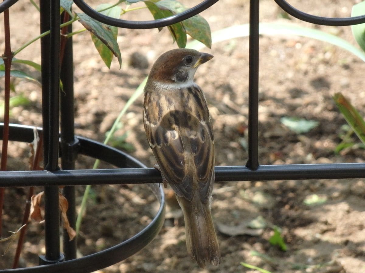 雀も休憩？🐦