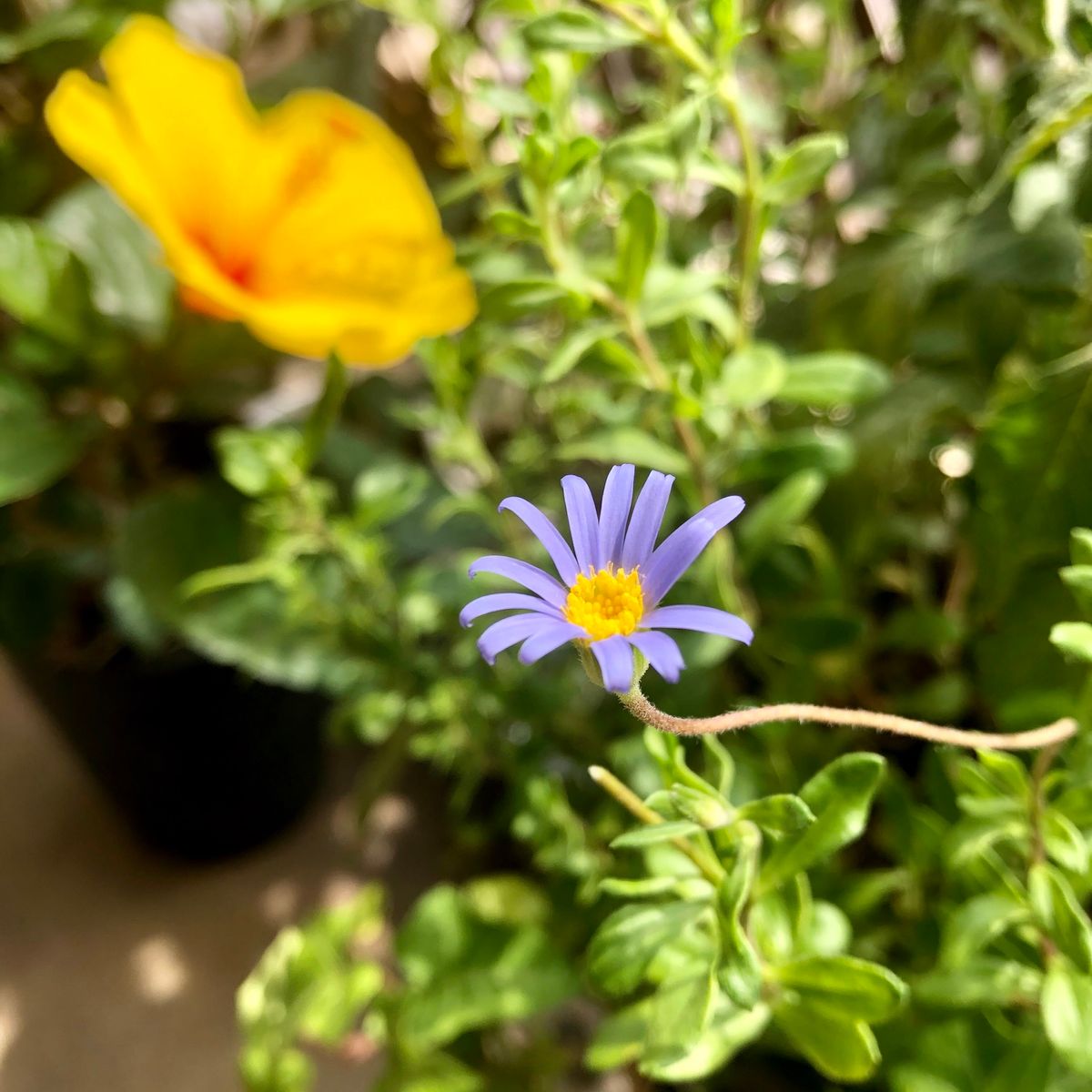 夏の小花たち