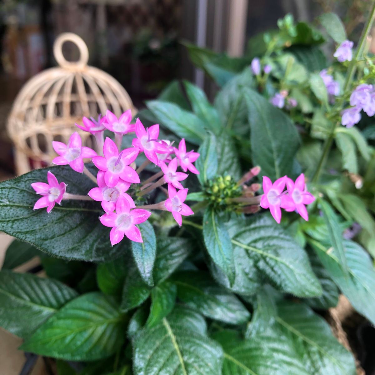 夏の小花たち