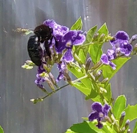 デュランタと蜂