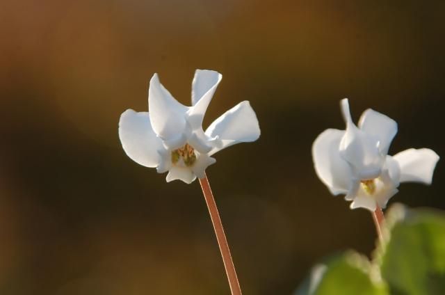 ヘデリ白花を探して