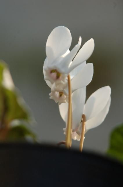 ヘデリ白花を探して