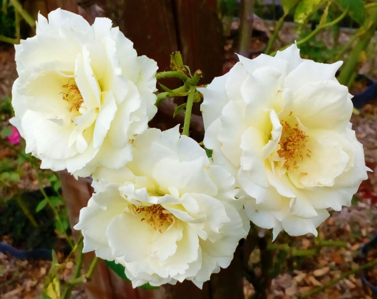 約２週間ぶりの『バラ園』🌹🌹🌹