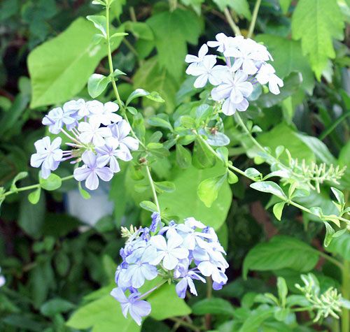 今日の青い花