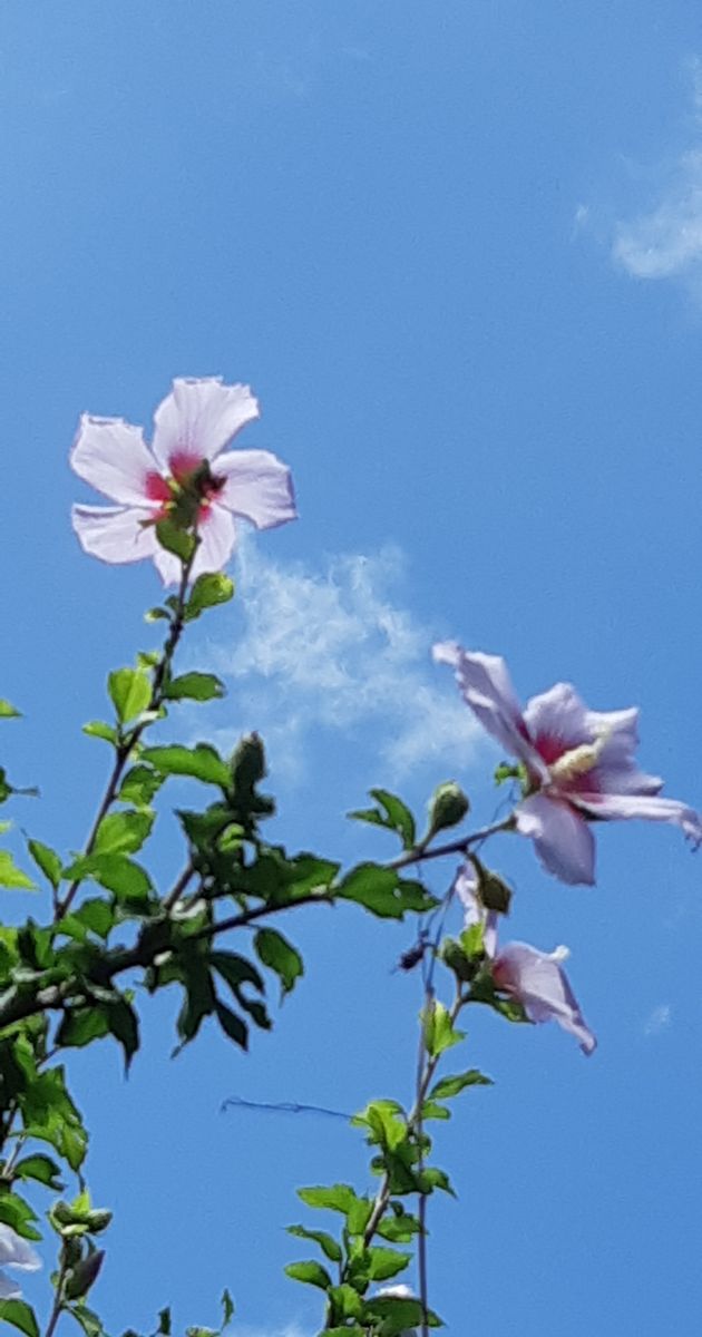 青空に映えるお花たち✨