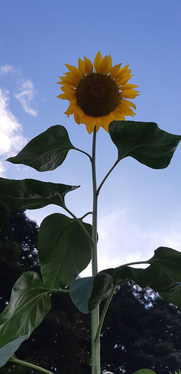 青空に映えるお花たち✨