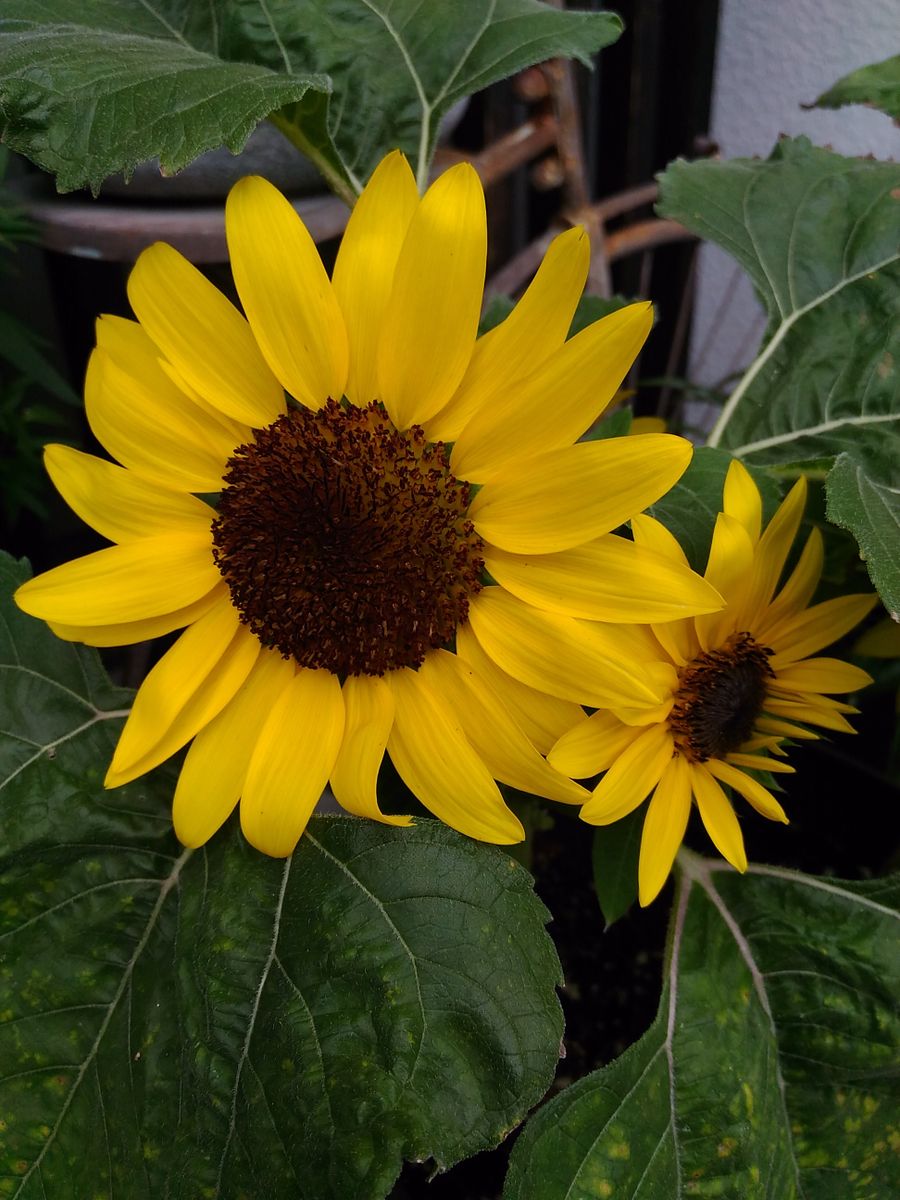 我が家の花🌼夏の花