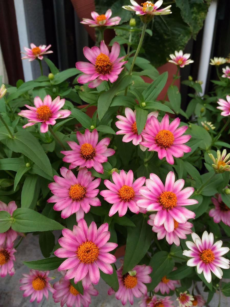 我が家の花🌼夏の花