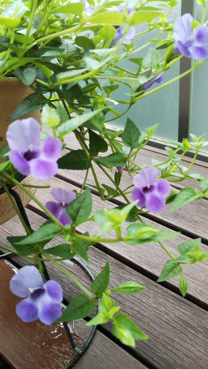 今日のお花たち８月11日