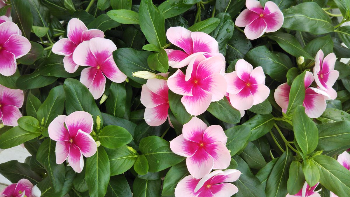 今日のお花たち８月11日