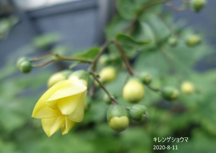 Natural　Garden　私の庭  8/11