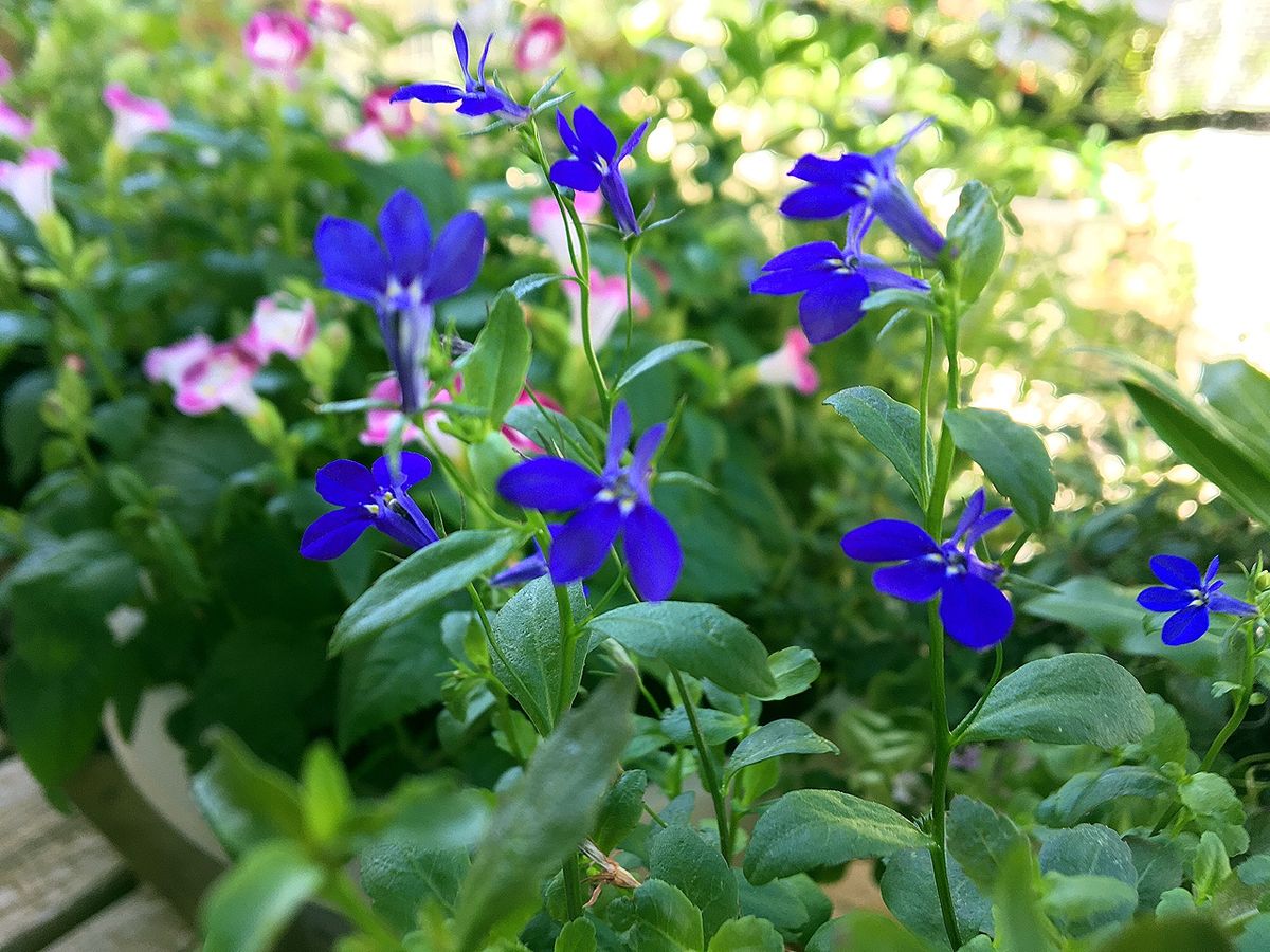 夏花の綺麗な色　色々