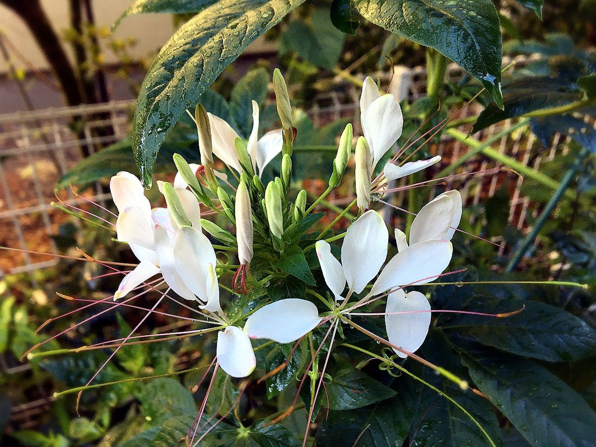 夏花の綺麗な色　色々