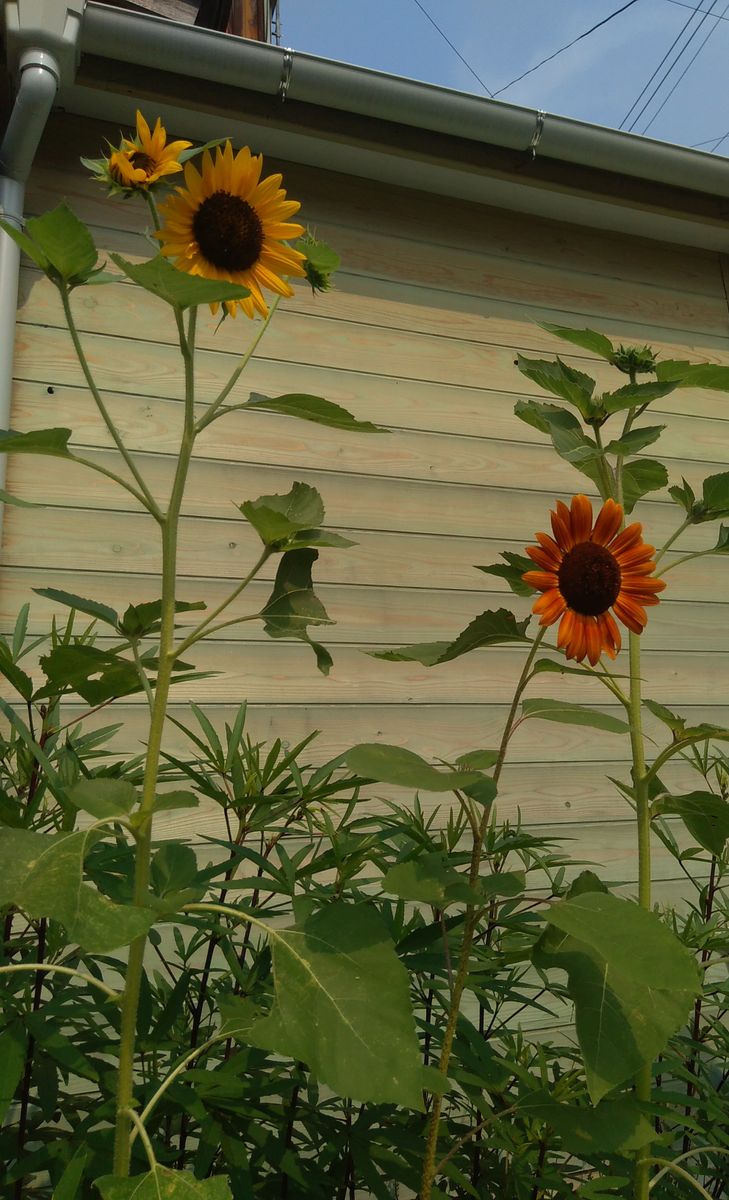 庭の花 8  赤いひまわり黄色いひまわり