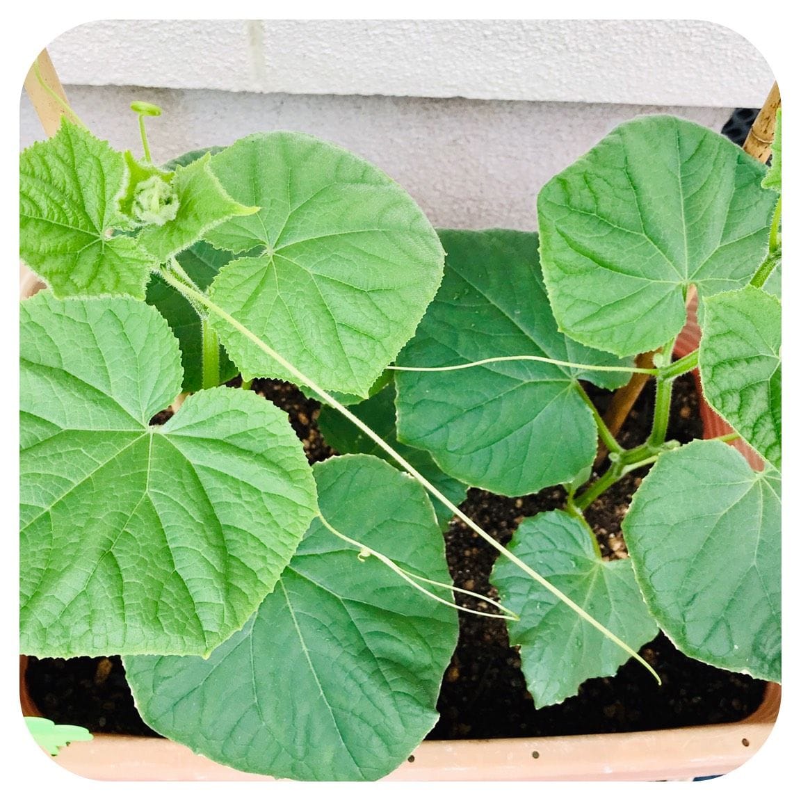 プランターで２度目の野菜作り🥗