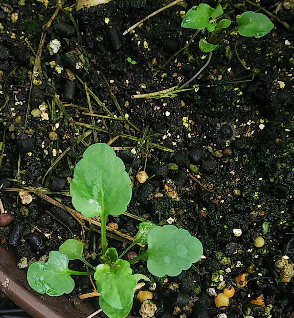 種こぼれで発芽のビオラ