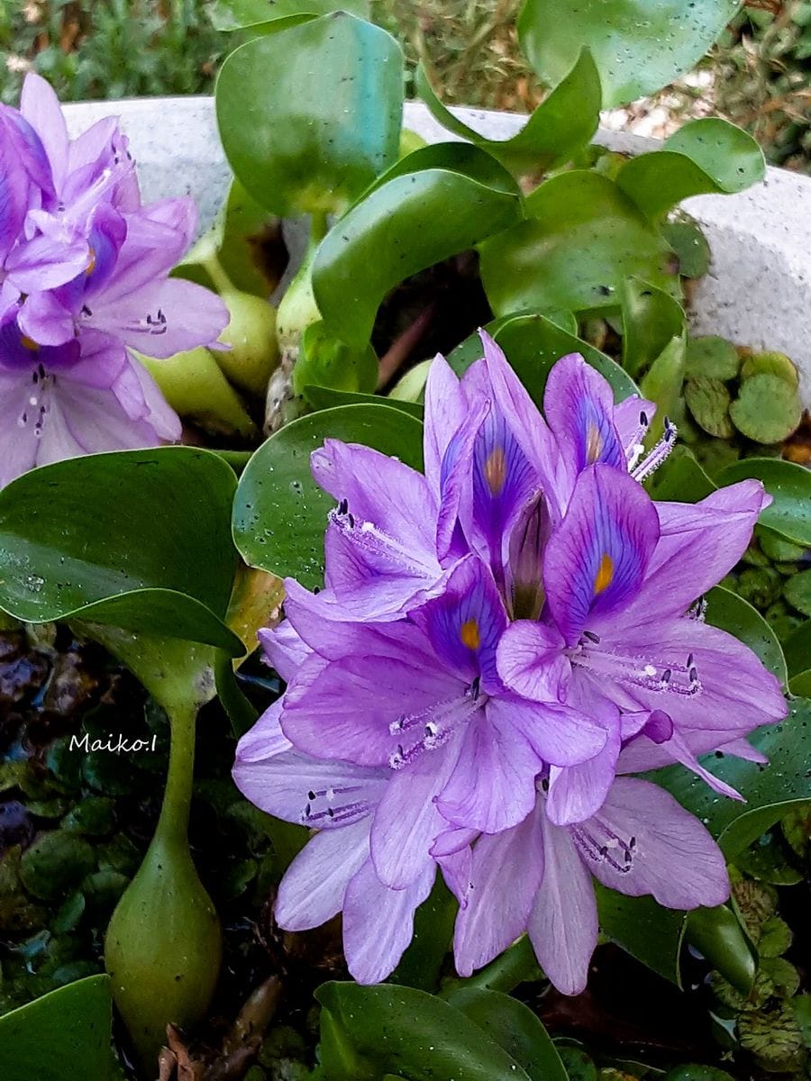 今日の花。