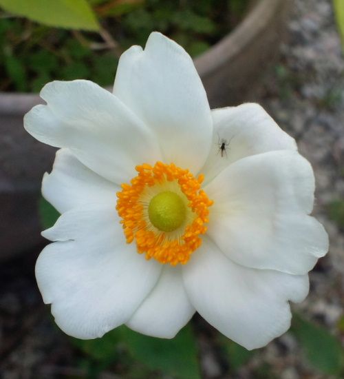 Anemone hupehensis var. japonica