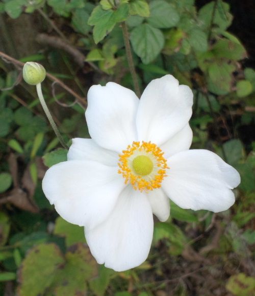 Anemone hupehensis var. japonica