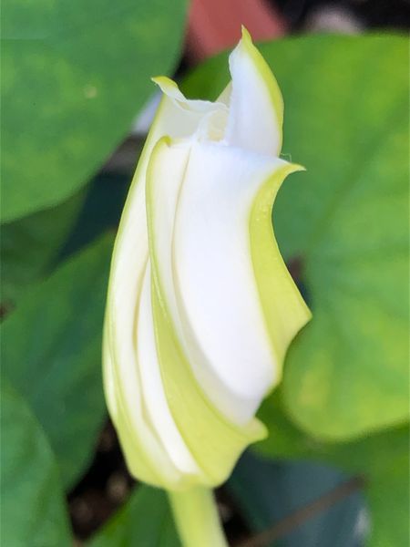 夕顔開花の瞬間🎵