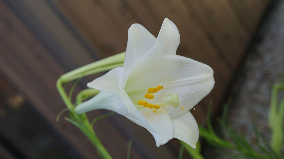 今年の初風船