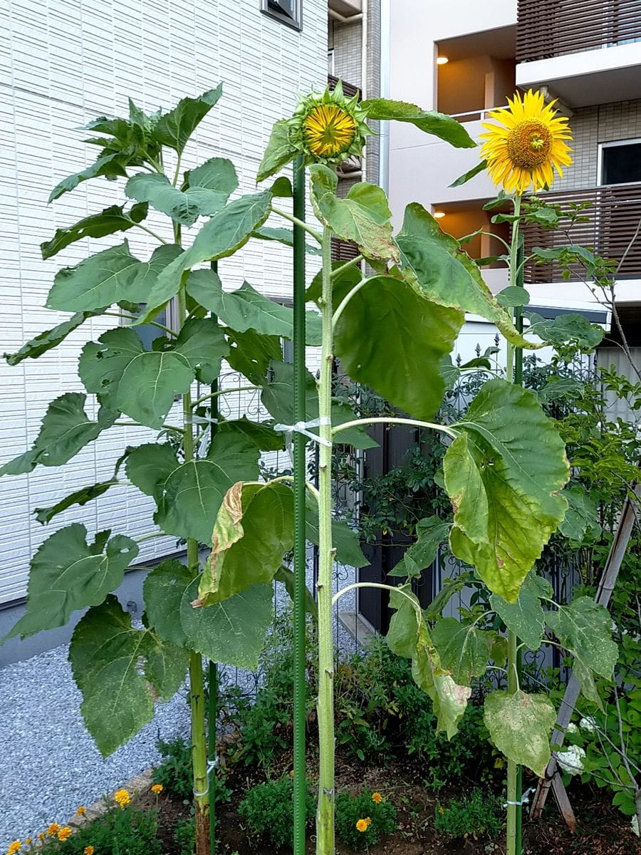 花壇の水やり