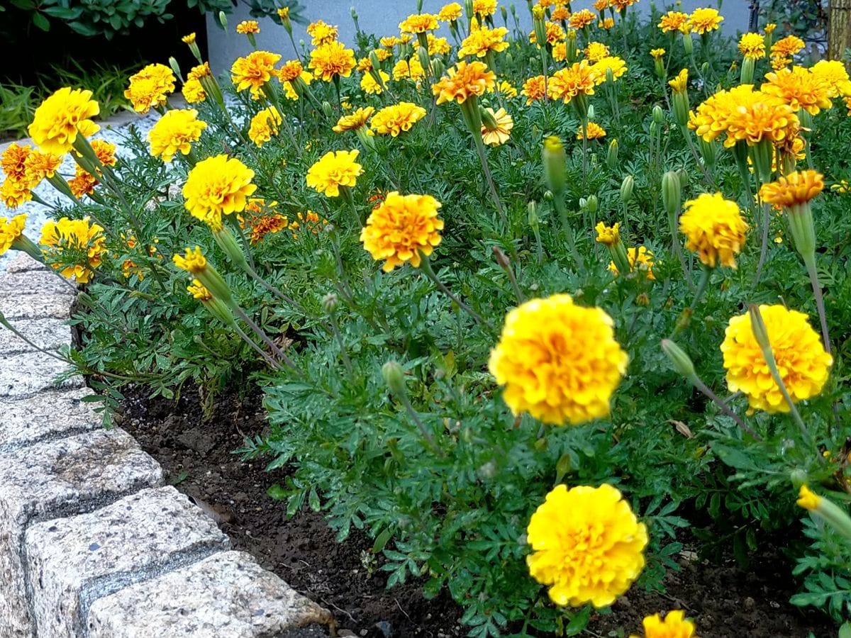 花壇の水やり