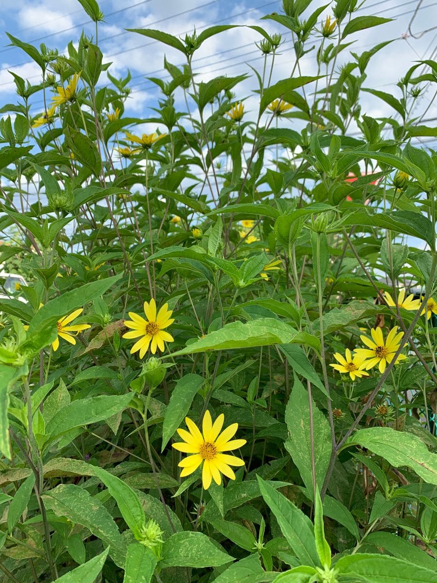 菊芋が咲き揃ってきました。