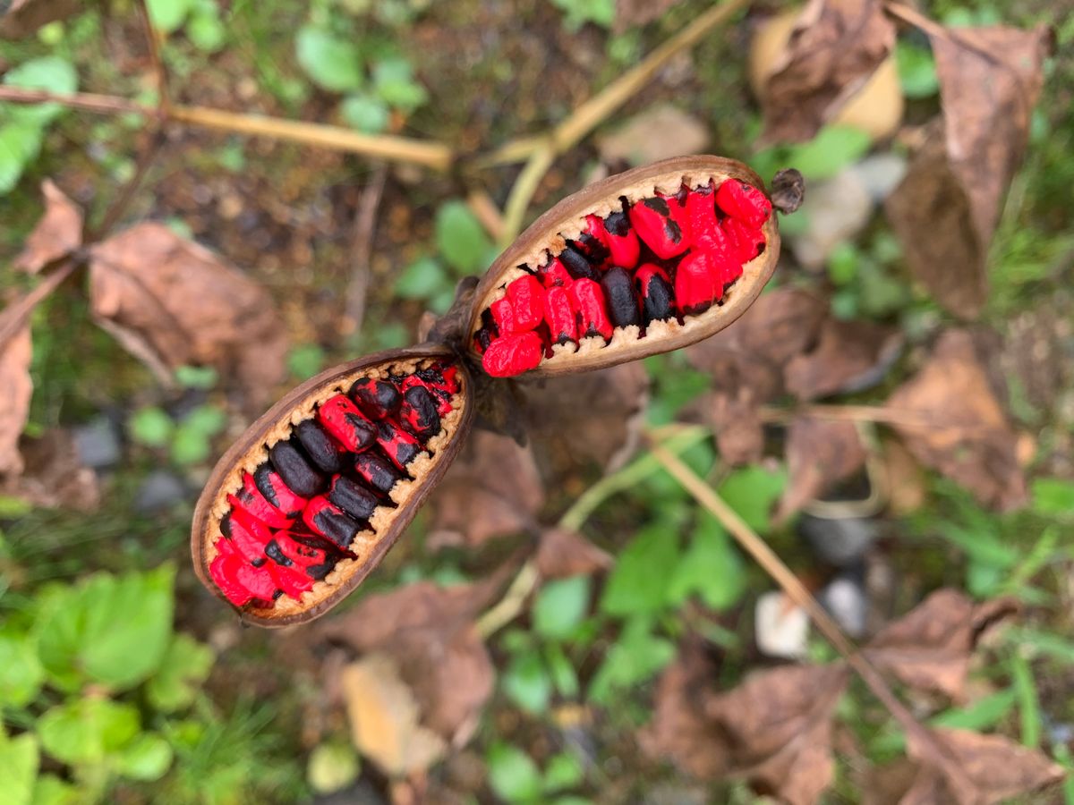 山芍薬の種