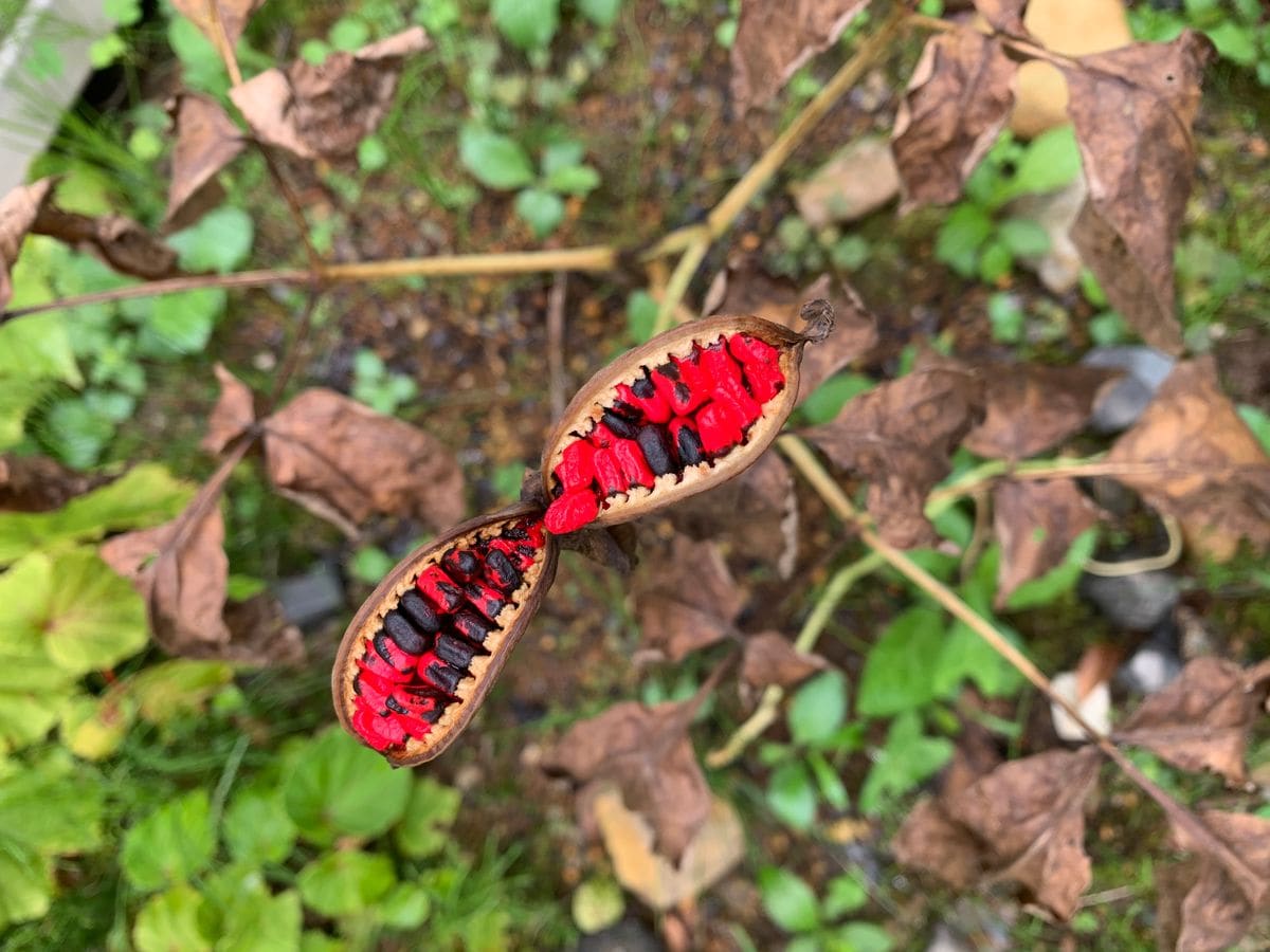 山芍薬の種