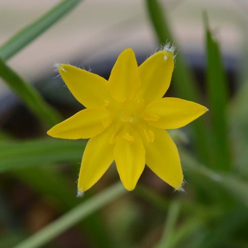 黄花アッツザクラ（Hypoxis）